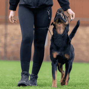 Heeling Leash Deutsch + Gratis Online Kurs